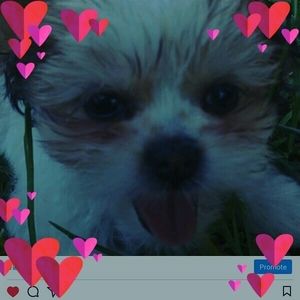 Meet your Posher, Karmen